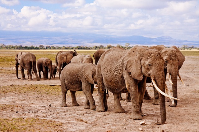 image from Amboseli Nationa Park, Kenya