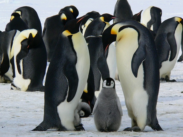 image from Antartica