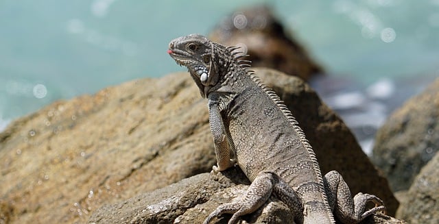 image from Multi-day Trips Aruba Region