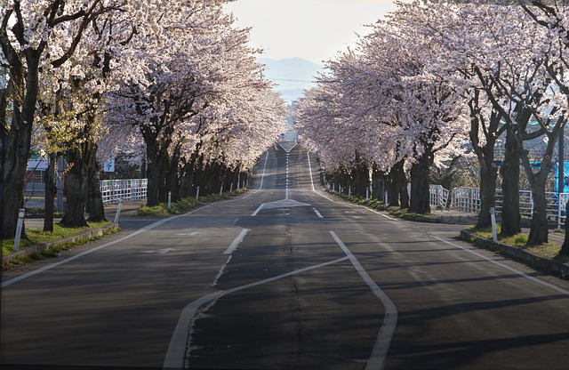 image from Attend a Cherry Blossom Festival in Japan