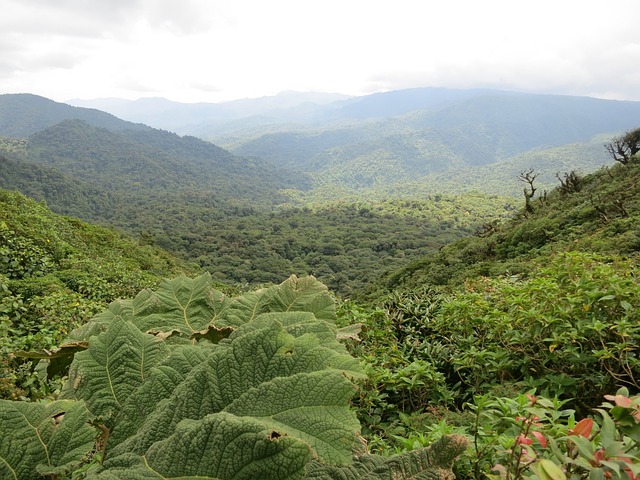 image from Bosque Nuboso Monteverde