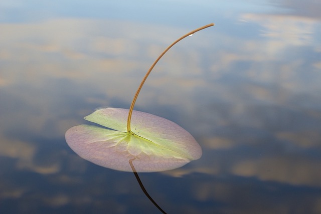 image from Boundary Waters, Minnesota