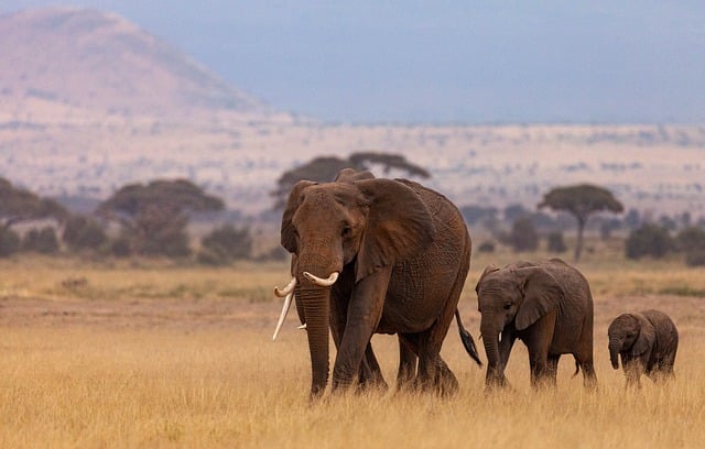 image from Animal Activities Central Kenya