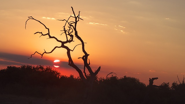 image from Chobe National Park, Botswana