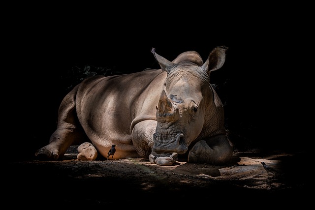 image from Dalí´S Rhinoceros, Marbella