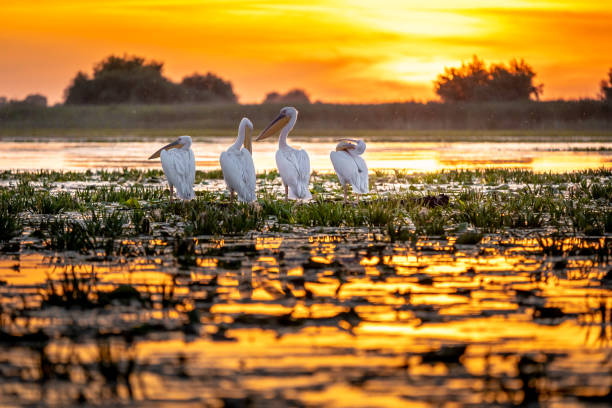 image from Danube Delta