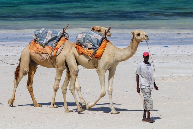 image from Sightseeing Diani Beach