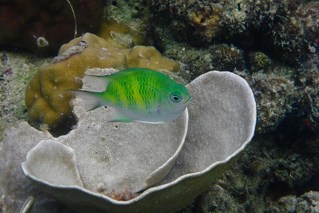 image from Group Activities El Nido