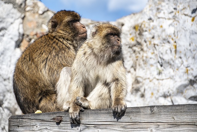 image from Gibraltar 6 Day Itinerary