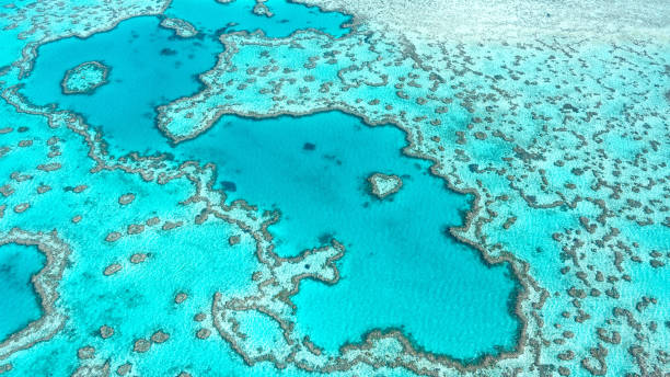 image from Great Barrier Reef