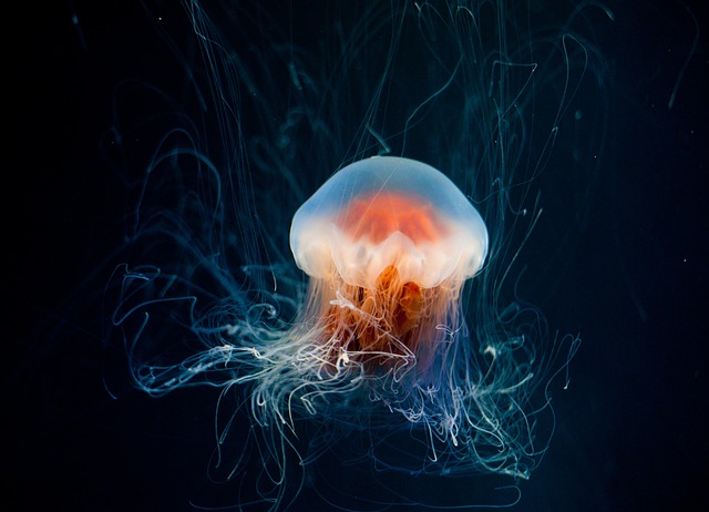 image from Jellyfish Lake Eil Malk Palau