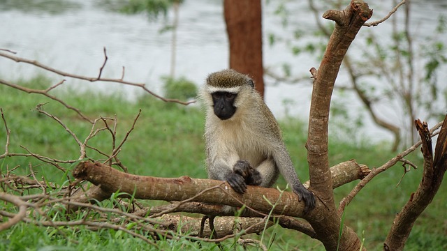 image from Multi-day Trips Jinja