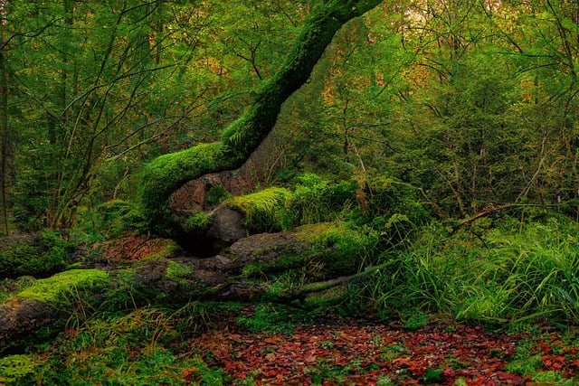 image from Jungles of Borneo