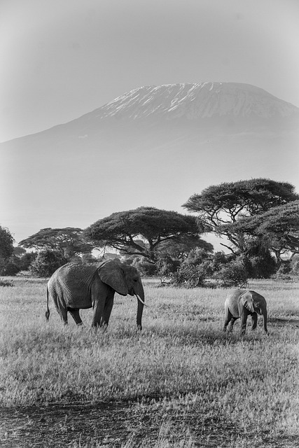 image from Kilimanjaro