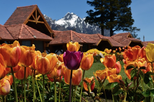 image from Llao Llao Hotel in the Mountains of Bariloche, Argentina