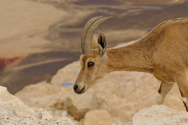 image from Machtesh Ramon Ramon Crater