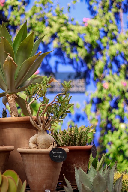 image from Majorelle Gardens