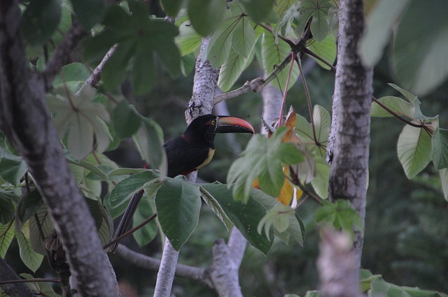 image from Couple Activities Manuel Antonio