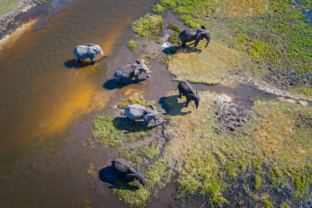 image from Okavango Delta