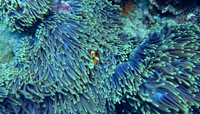 image from Papua New GuineaS Coral Reefs