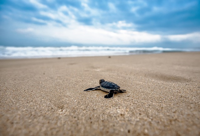 image from Play With Sea Turtles on a Black Sand Beach in Hawaii