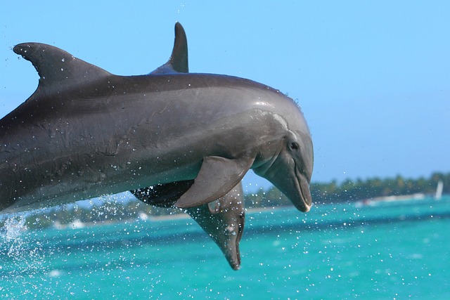 image from Group Activities Punta Cana