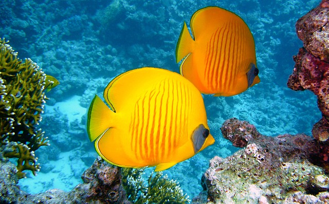 image from Rainbow Reef Dive Center