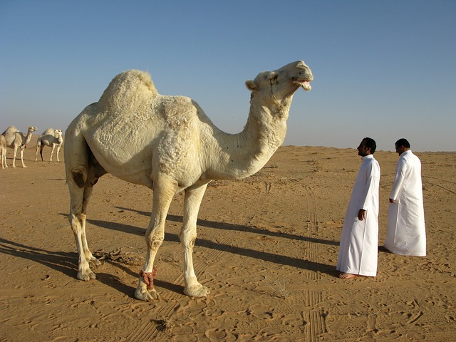 image from Sightseeing Saudi Arabia