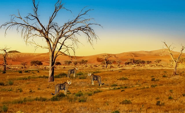 image from Serengeti Africa