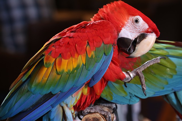 image from Spot a Scarlet Macaw in Costa Ricas Corcovado Rainforest