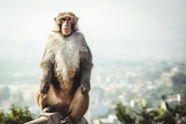 image from Workshops Swayambhu