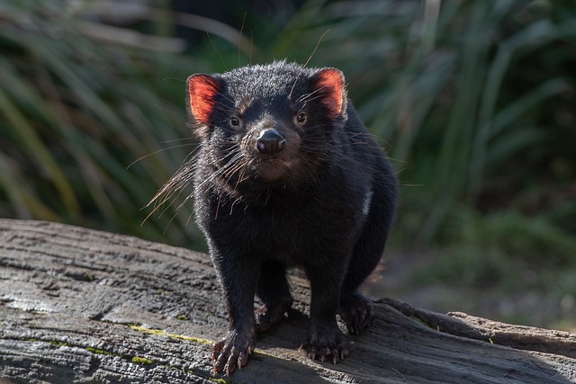 image from Tasmanian Wilderness