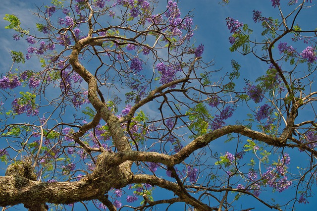 image from Tortuguero National Park, Costa Rica