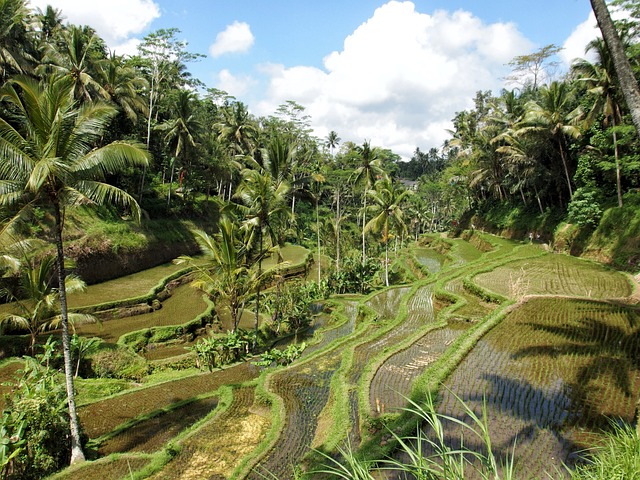 image from Group Activities Ubud