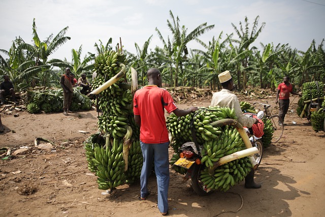 image from Walking Tours Uganda