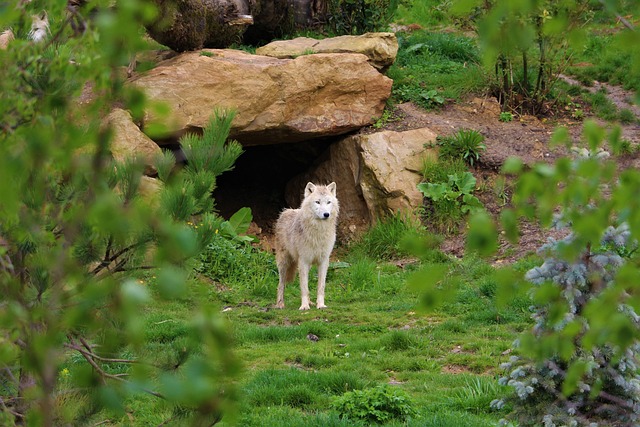 image from Wolfs Lair, Poland