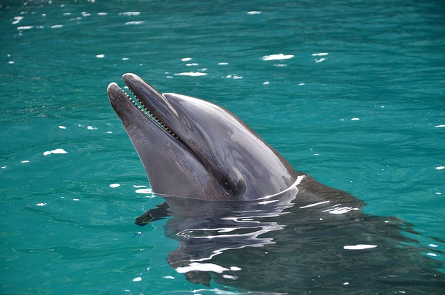 image from YapS Outer Islands, Micronesia