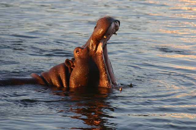 image from Zambezi